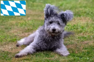 Read more about the article Pumi tenyésztők és kiskutyák Bajorországban