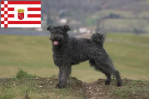 Read more about the article Pumi tenyésztők és kiskutyák Brémában