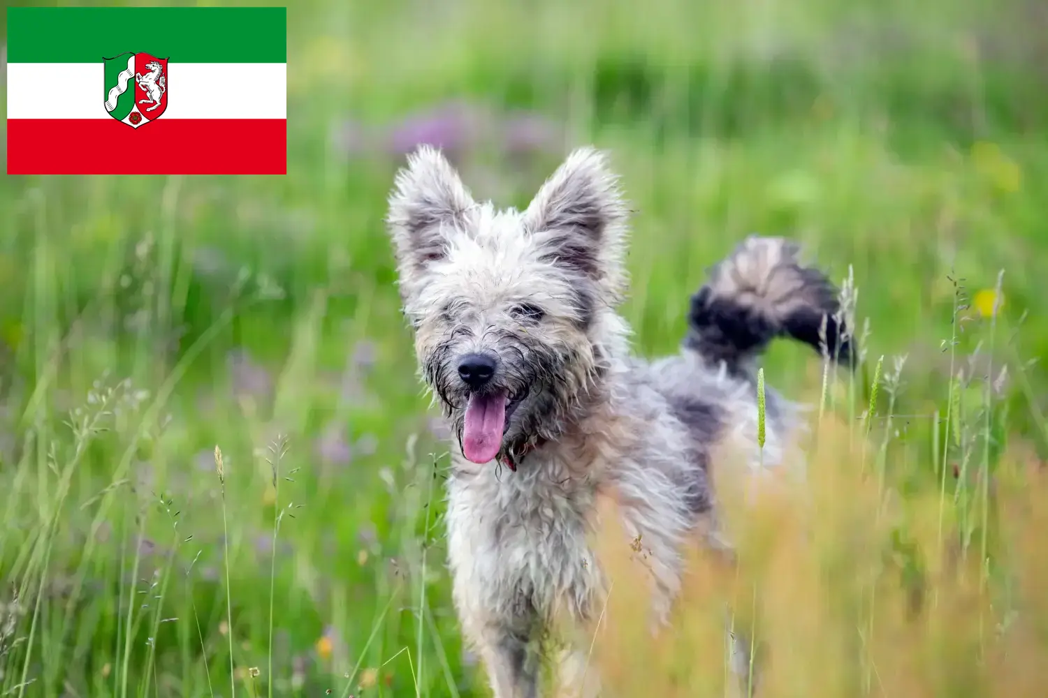 Pumi kiskutyák és tenyésztők Észak-Rajna-Vesztfália Itt megtalálhatja a Pumi tenyésztőket Észak-Rajna-Vesztfáliában.