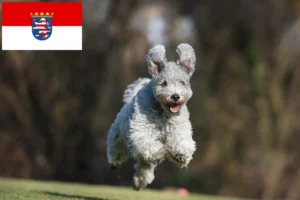 Read more about the article Pumi tenyésztők és kiskutyák Hessenben