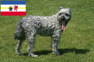 Read more about the article Pumi tenyésztők és kiskutyák Mecklenburg-Elő-Pomeránia tartományban