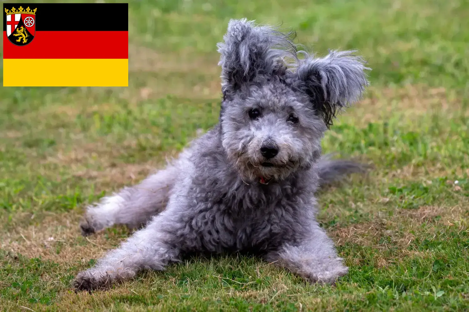 Pumi kölyökkutyák és tenyésztők Rajna-vidék-Pfalz Itt találsz Pumis tenyésztőket Rajna-vidék-Pfalzban.