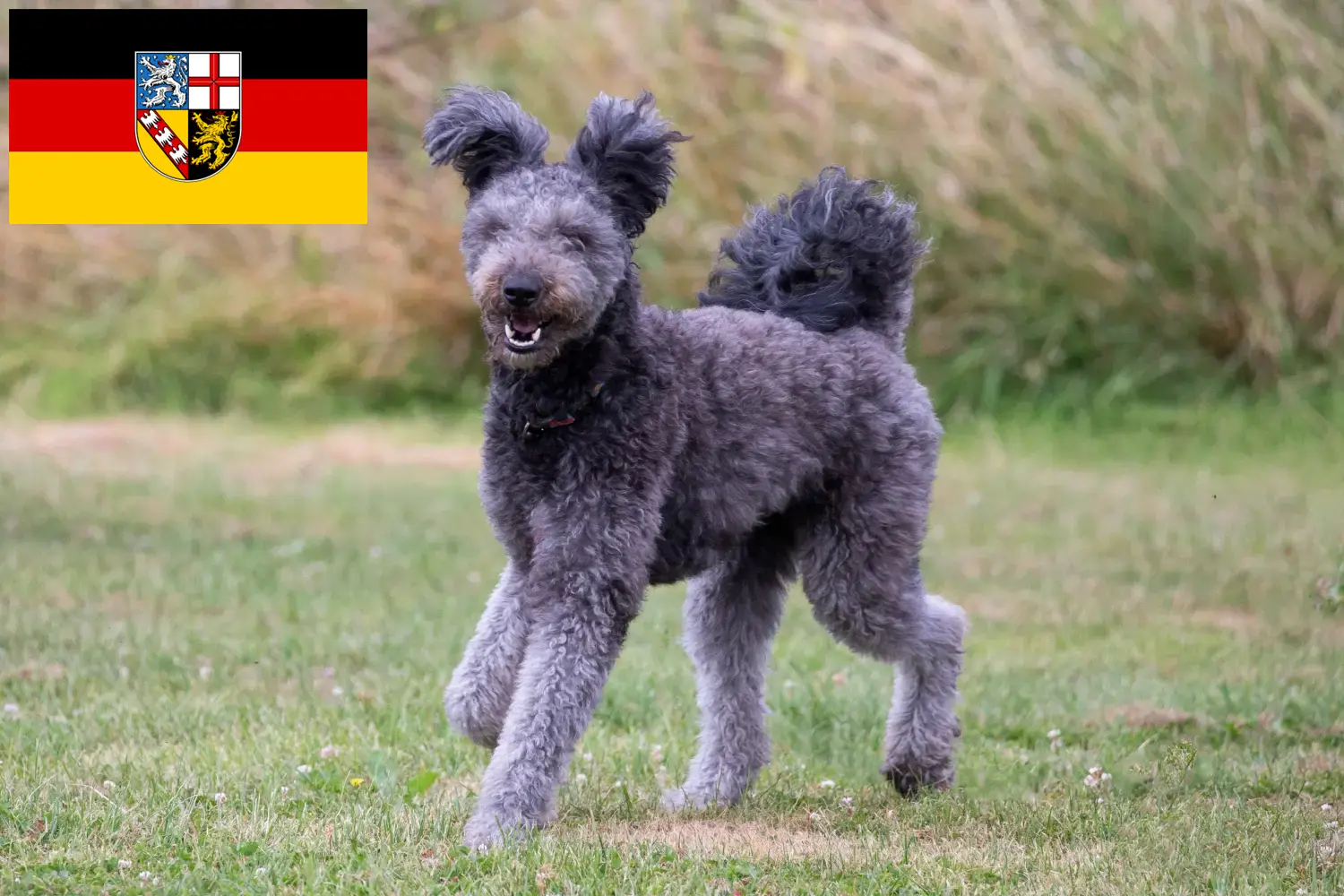 Pumi kiskutyák és tenyésztő Saarland Itt megtalálhatja a Saar-vidéki Pumis tenyésztőket.
