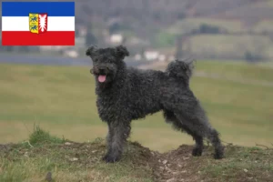 Read more about the article Pumi tenyésztők és kiskutyák Schleswig-Holstein tartományban