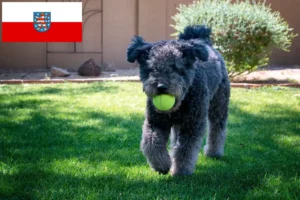 Read more about the article Pumi tenyésztők és kölykök Türingiában
