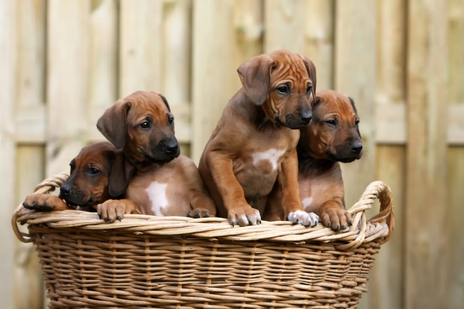 Egy Rhodesian Ridgeback kölyökkutya megvásárlása felelősségvállalást jelent! Vásároljon Rhodesian Ridgeback kiskutyákat.