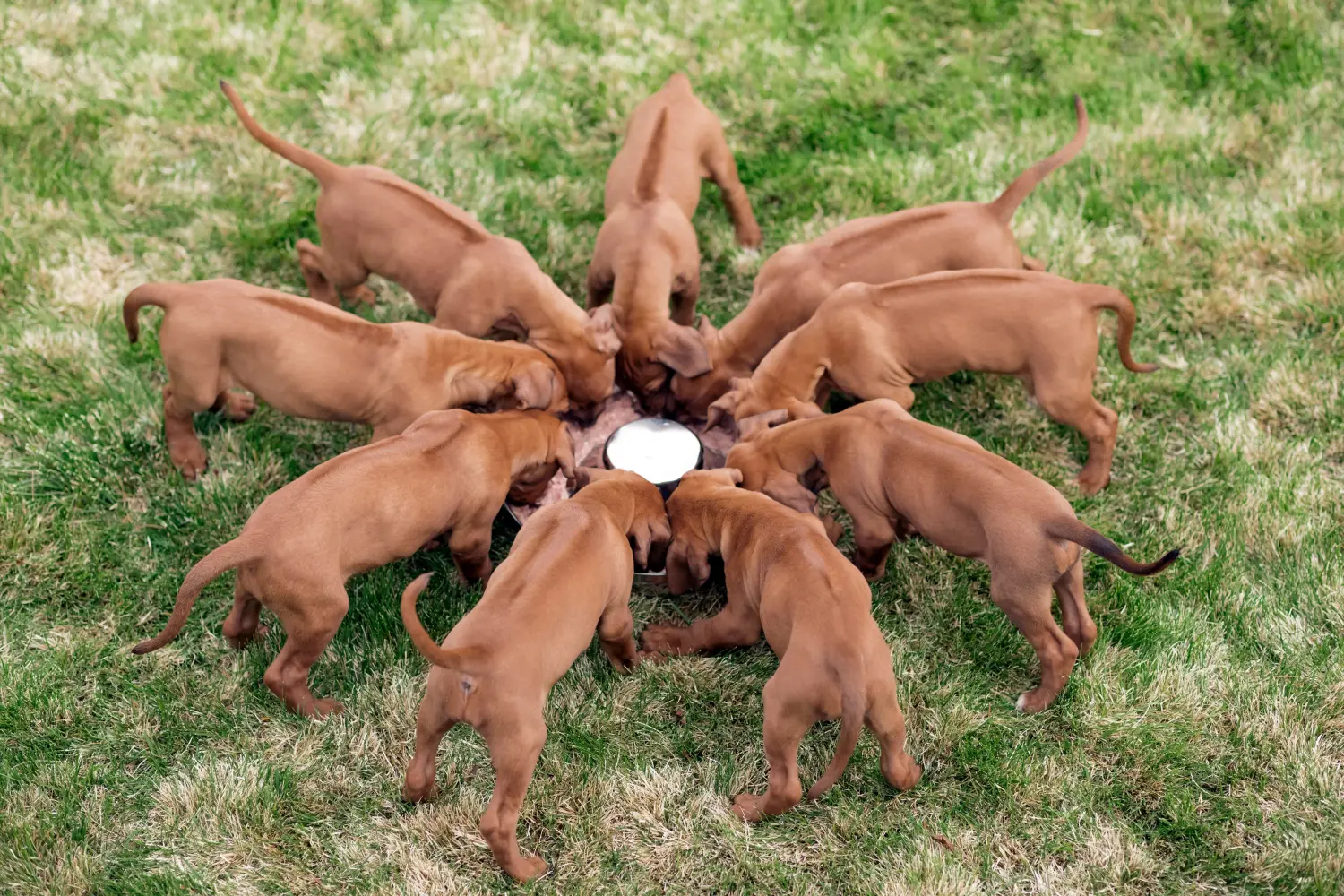 Egy Rhodesian Ridgeback kölyökkutya megvásárlása felelősségvállalást jelent! Vásároljon Rhodesian Ridgeback kiskutyákat.