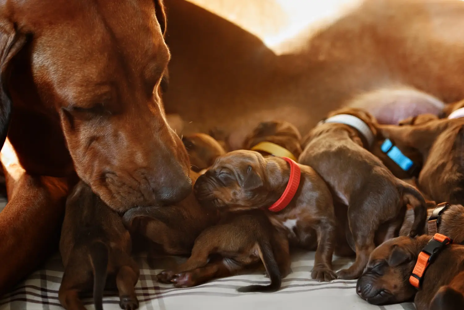 Egy Rhodesian Ridgeback kölyökkutya megvásárlása felelősségvállalást jelent! Vásároljon Rhodesian Ridgeback kiskutyákat.