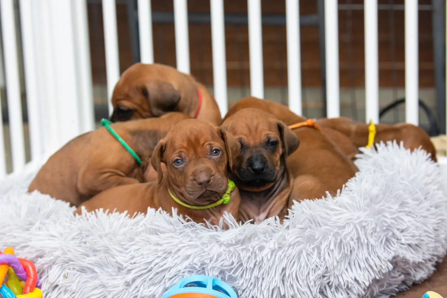 Egy Rhodesian Ridgeback kölyökkutya megvásárlása felelősségvállalást jelent! Vásároljon Rhodesian Ridgeback kiskutyákat.