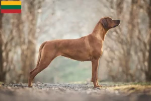 Read more about the article Rhodesian Ridgeback tenyésztők és kölykök Litvániában