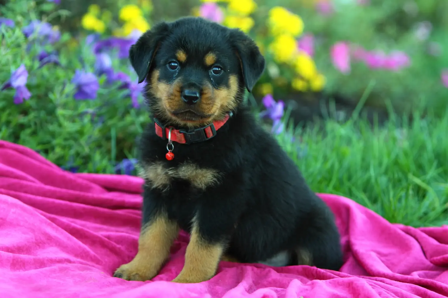 Egy rottweiler kiskutya megvásárlása felelősségvállalást jelent! Rottweiler kiskutyák vásárlása.