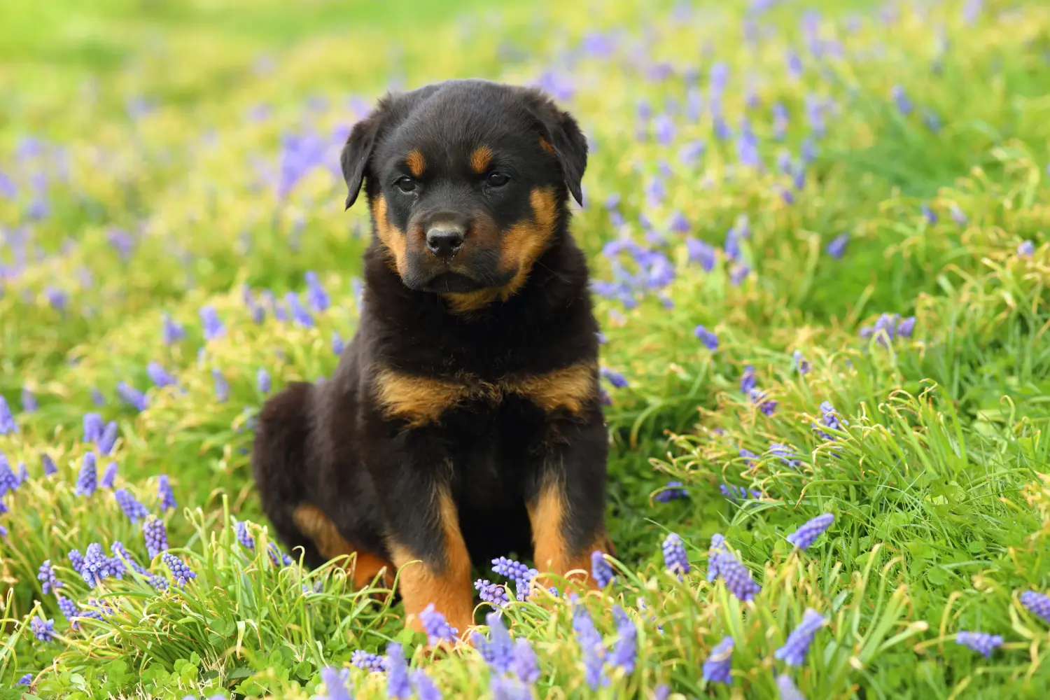 Egy rottweiler kiskutya megvásárlása felelősségvállalást jelent! Rottweiler kiskutyák vásárlása.