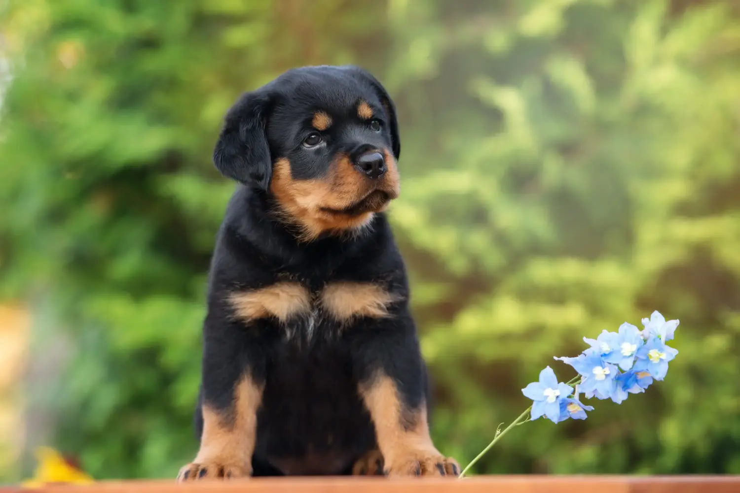 Egy rottweiler kiskutya megvásárlása felelősségvállalást jelent! Rottweiler kiskutyák vásárlása.