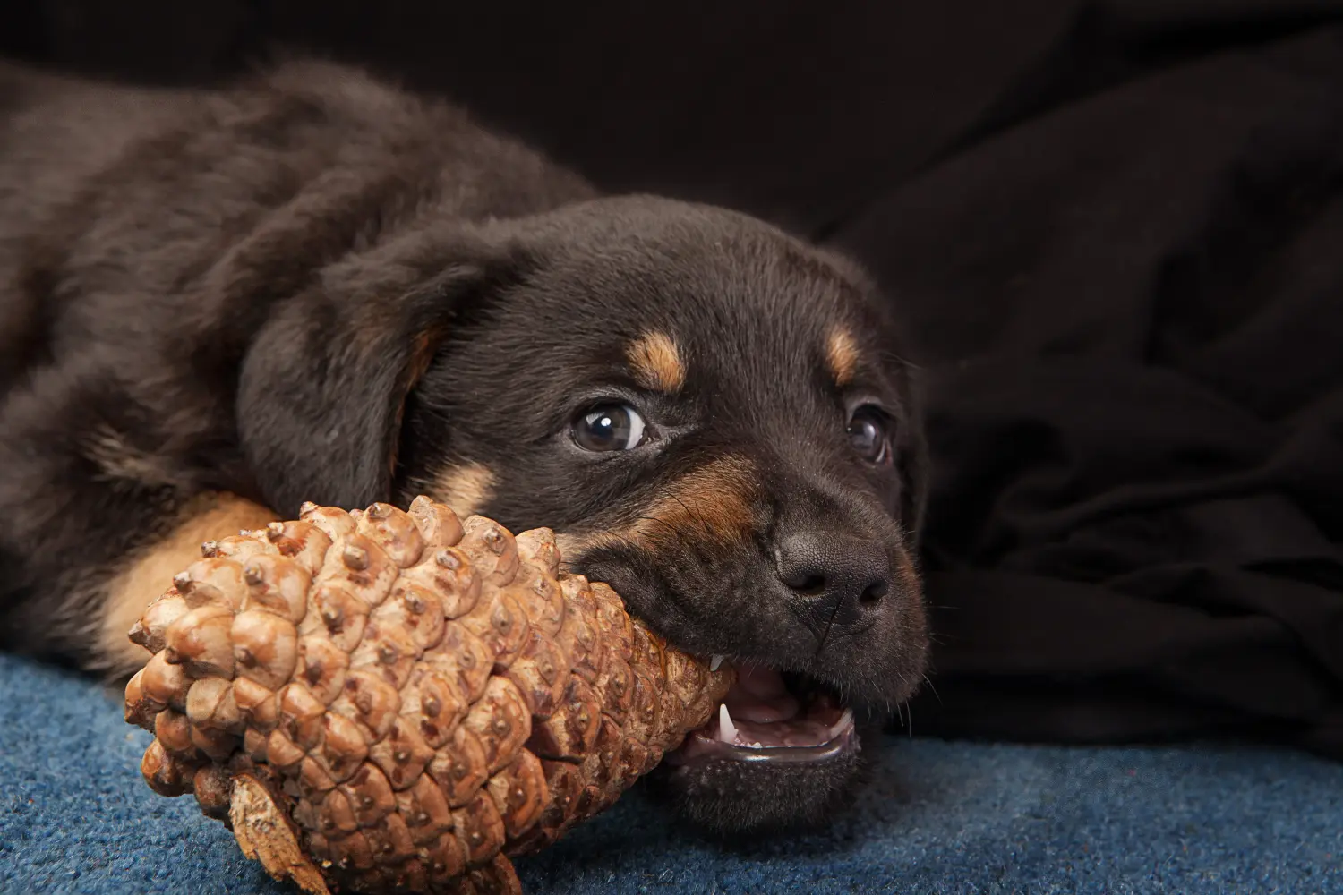 Egy rottweiler kiskutya megvásárlása felelősségvállalást jelent! Rottweiler kiskutyák vásárlása.