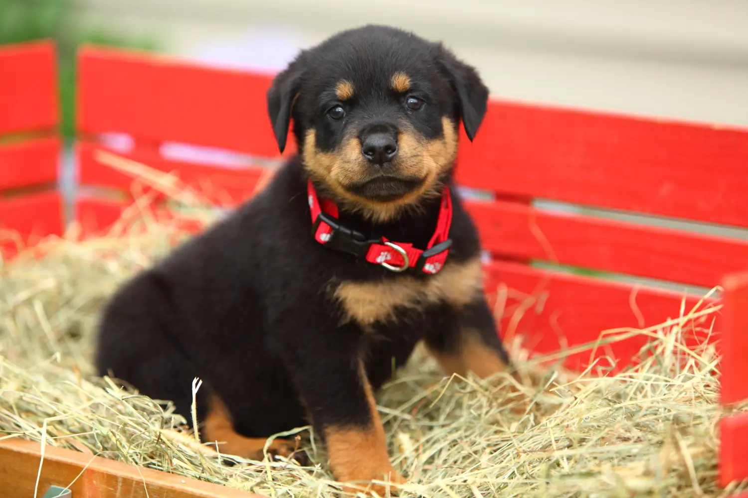 Egy rottweiler kiskutya megvásárlása felelősségvállalást jelent! Rottweiler kiskutyák vásárlása.