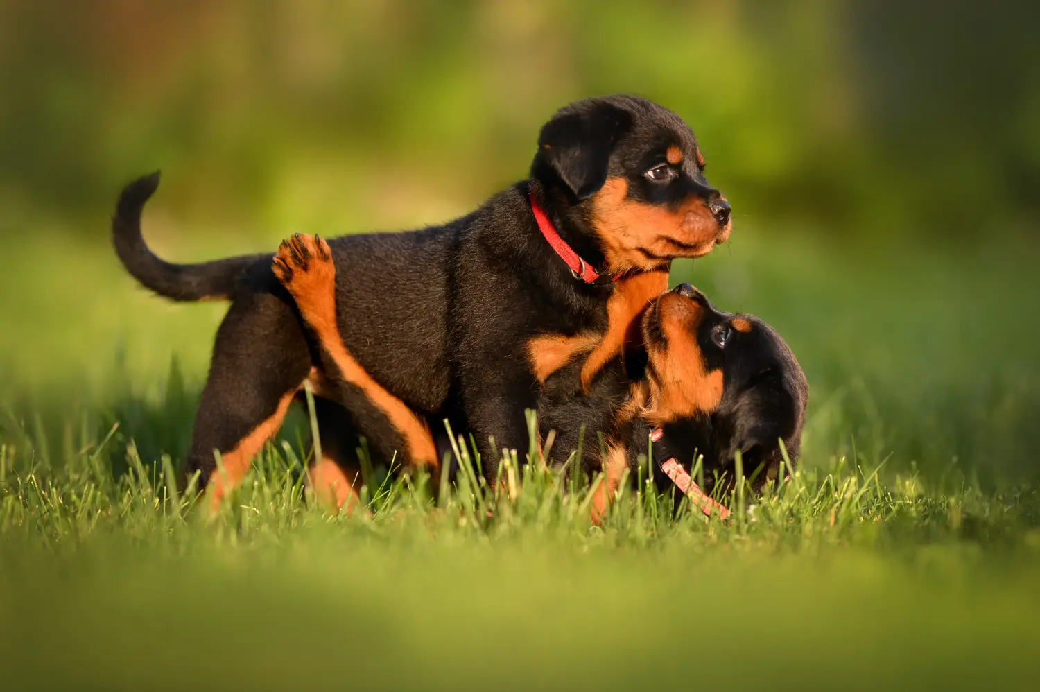 Egy rottweiler kiskutya megvásárlása felelősségvállalást jelent! Rottweiler kiskutyák vásárlása.