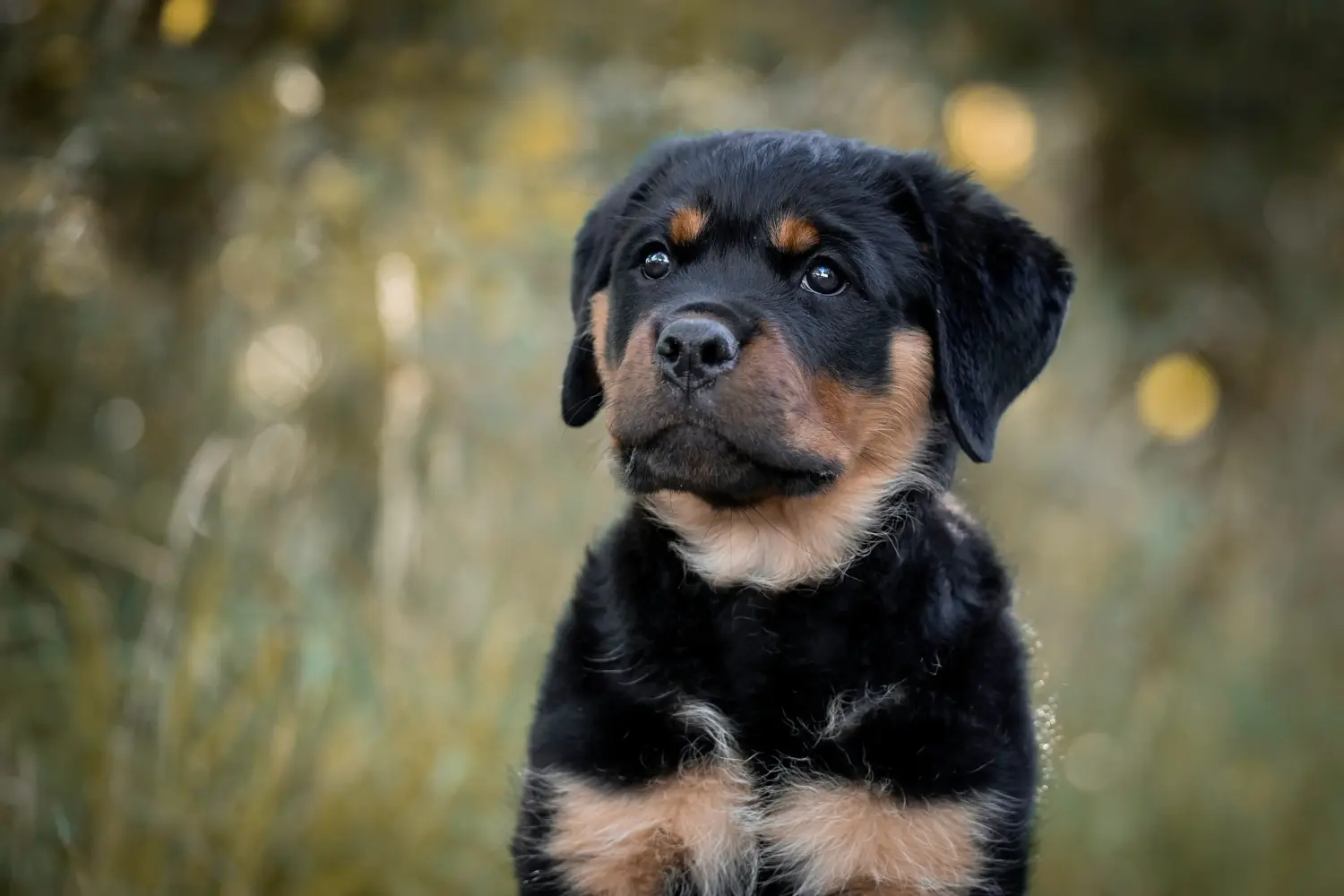 Egy rottweiler kiskutya megvásárlása felelősségvállalást jelent! Rottweiler kiskutyák vásárlása.