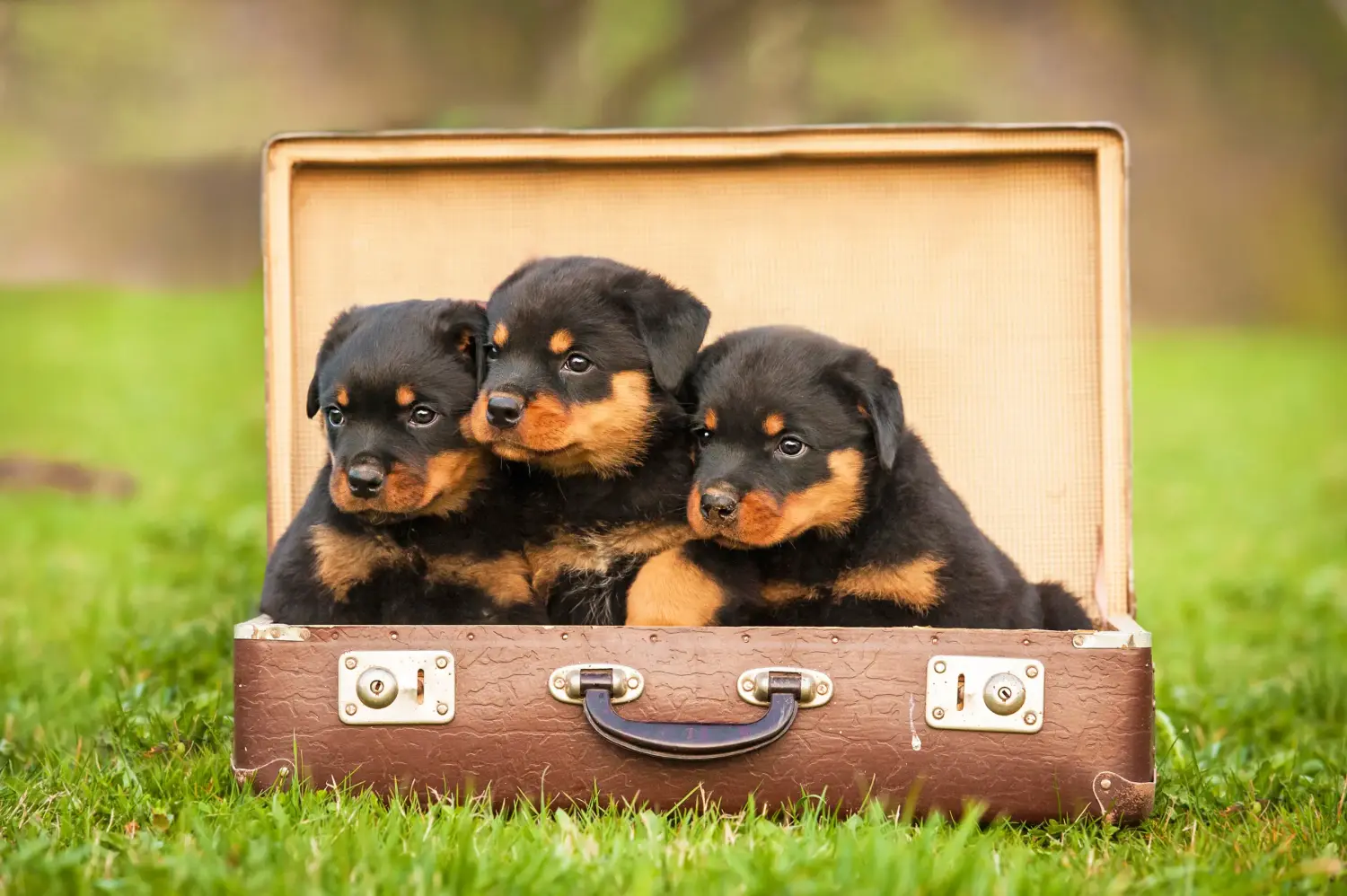 Egy rottweiler kiskutya megvásárlása felelősségvállalást jelent! Rottweiler kiskutyák vásárlása.