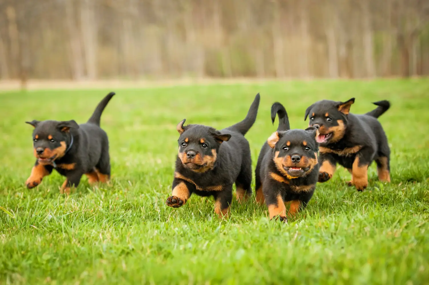 Egy rottweiler kiskutya megvásárlása felelősségvállalást jelent! Rottweiler kiskutyák vásárlása.