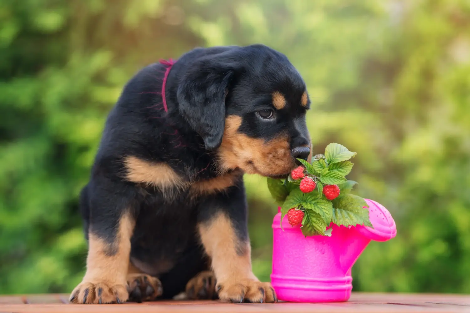 Egy rottweiler kiskutya megvásárlása felelősségvállalást jelent! Rottweiler kiskutyák vásárlása.