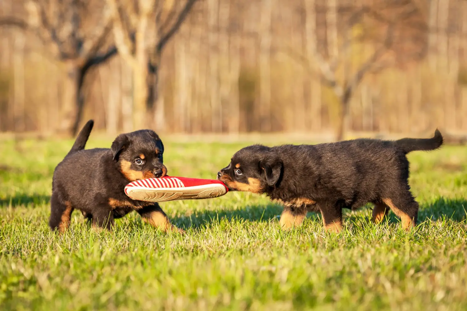 Egy rottweiler kiskutya megvásárlása felelősségvállalást jelent! Rottweiler kiskutyák vásárlása.