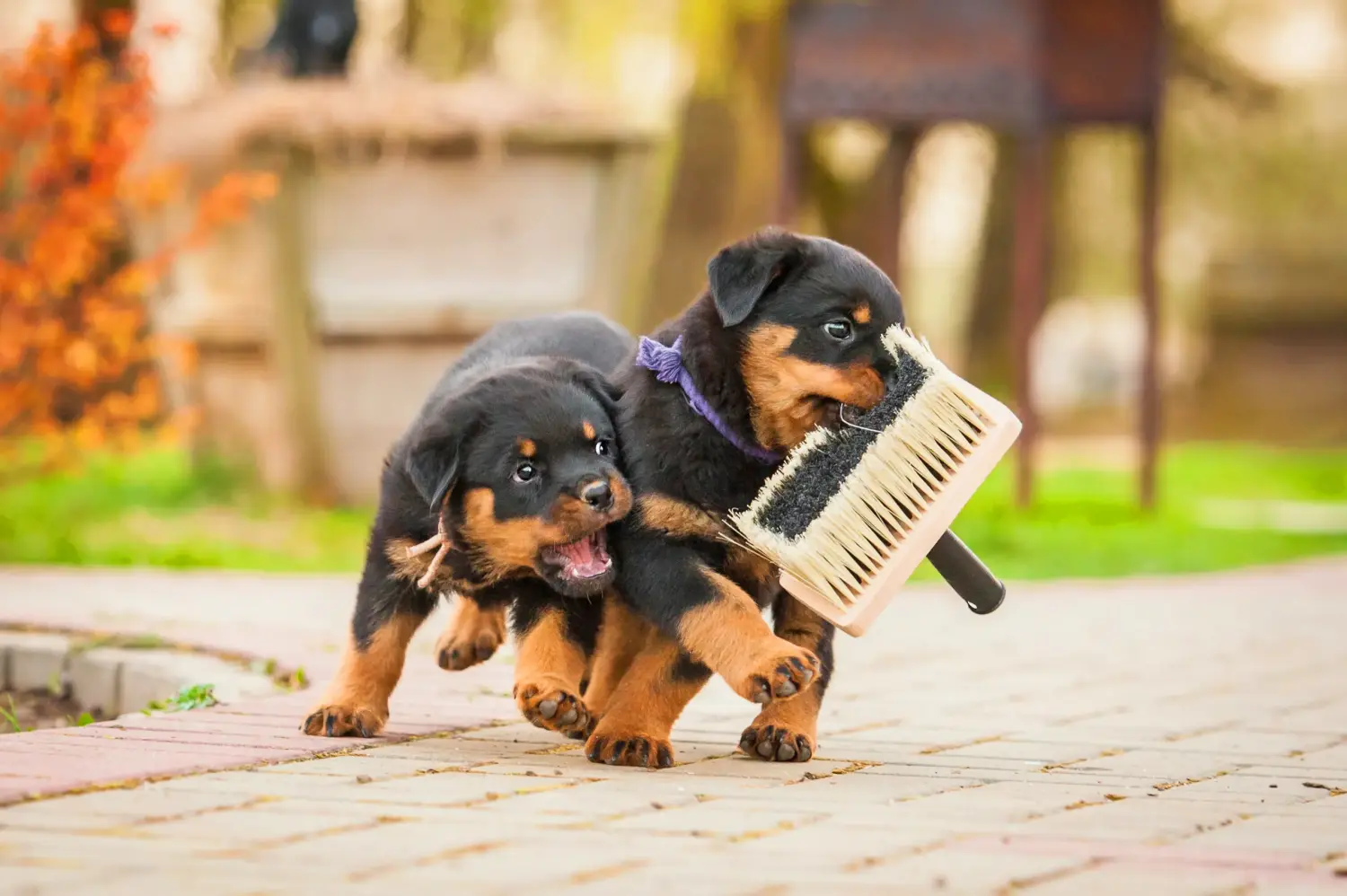 Egy rottweiler kiskutya megvásárlása felelősségvállalást jelent! Rottweiler kiskutyák vásárlása.