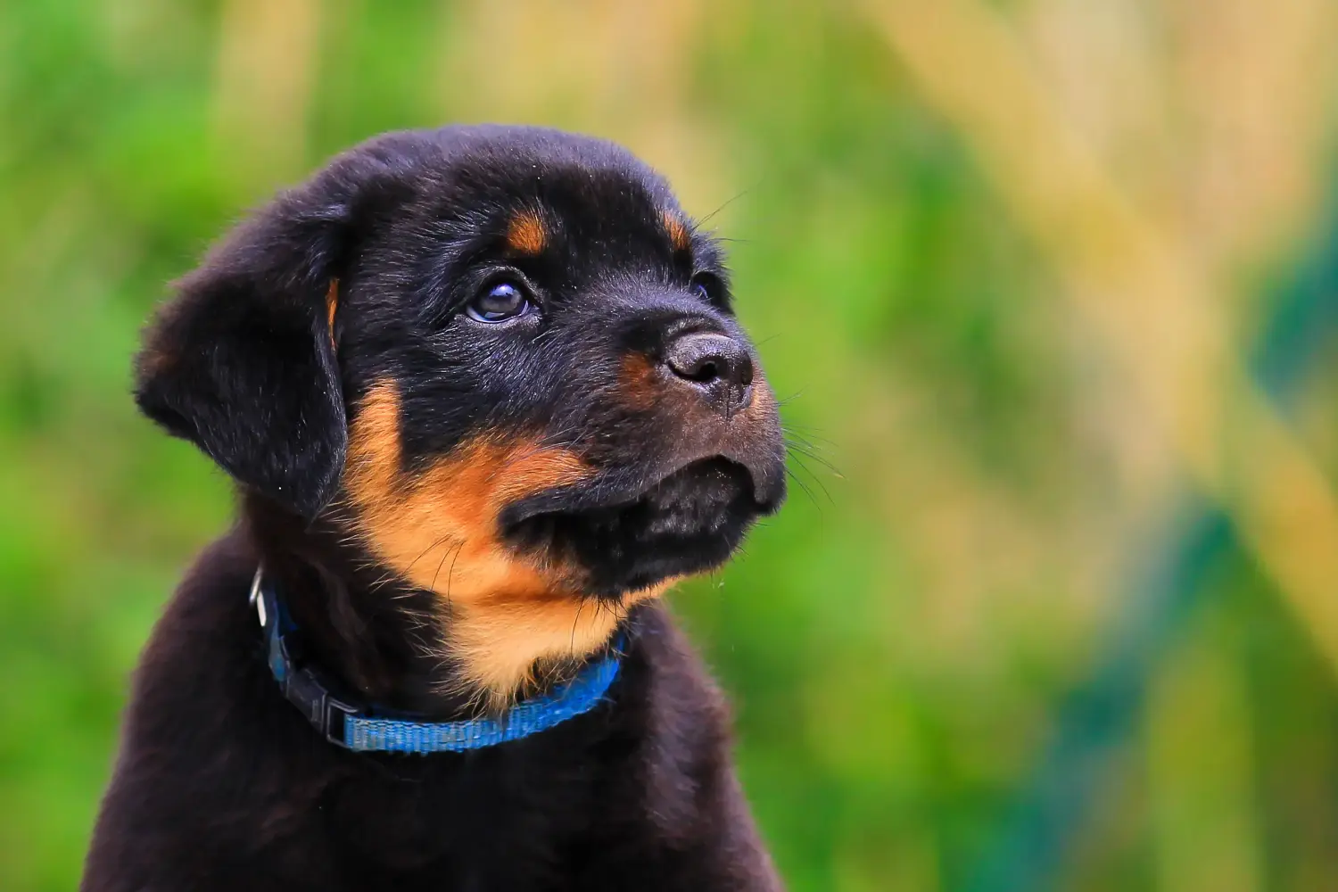 Egy rottweiler kiskutya megvásárlása felelősségvállalást jelent! Rottweiler kiskutyák vásárlása.
