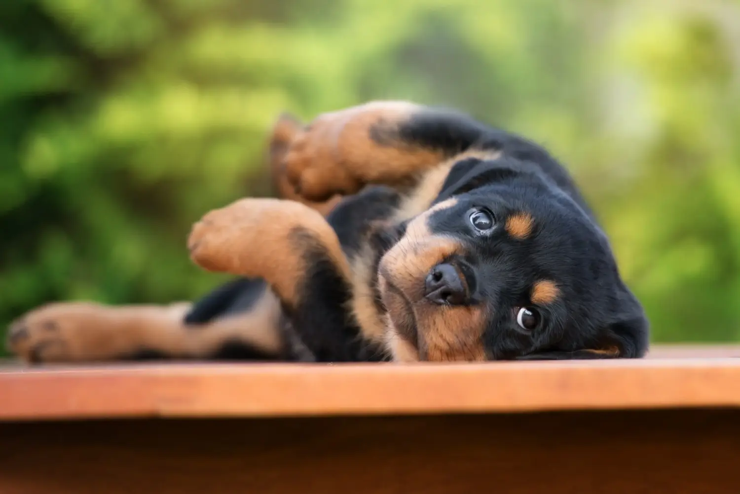 Egy rottweiler kiskutya megvásárlása felelősségvállalást jelent! Rottweiler kiskutyák vásárlása.