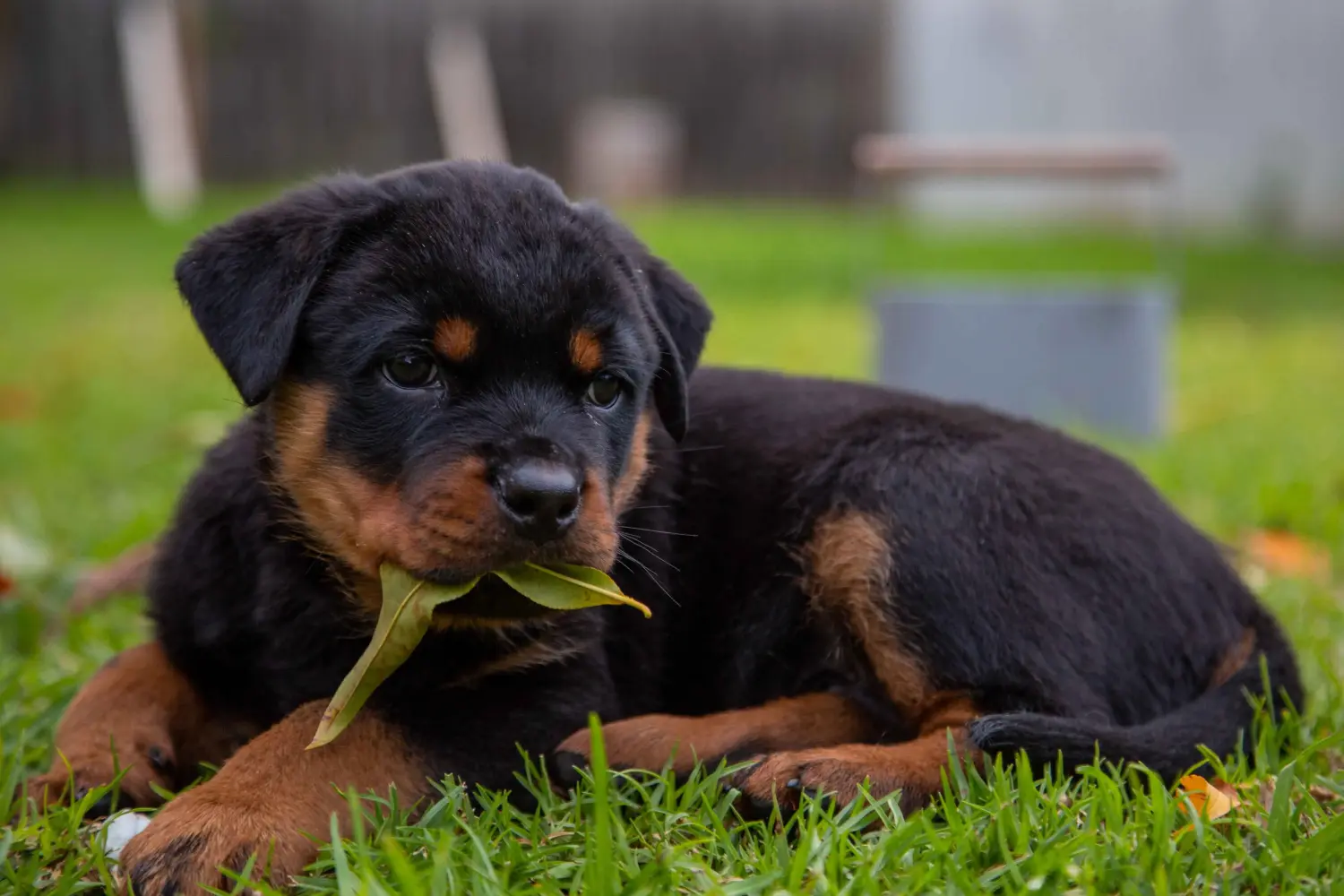 Egy rottweiler kiskutya megvásárlása felelősségvállalást jelent! Rottweiler kiskutyák vásárlása.