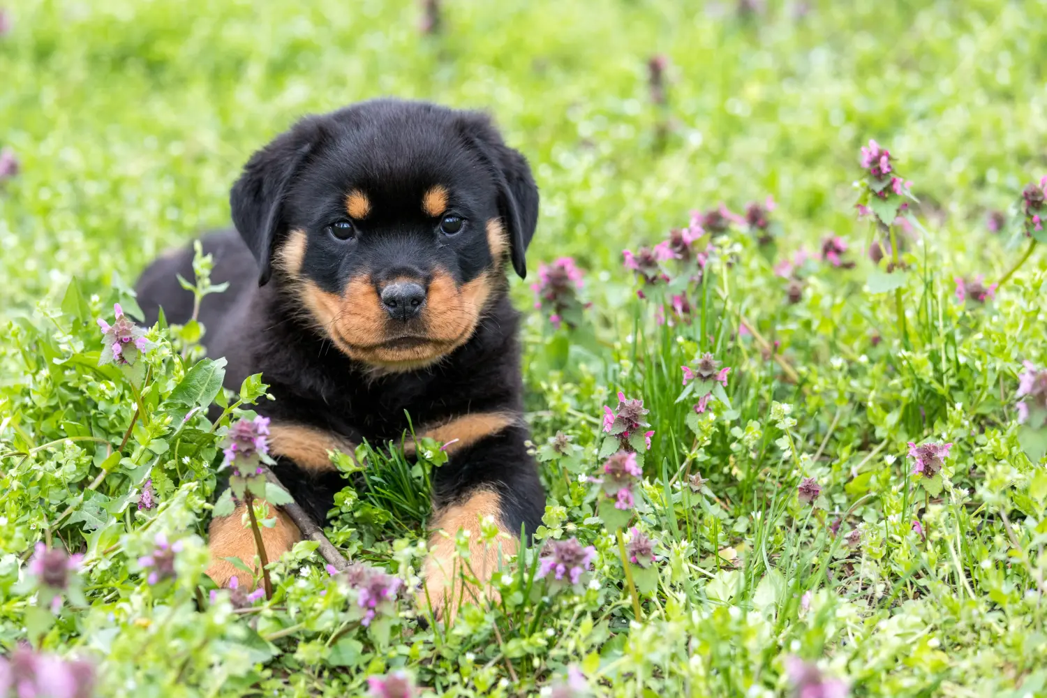 Egy rottweiler kiskutya megvásárlása felelősségvállalást jelent! Rottweiler kiskutyák vásárlása.