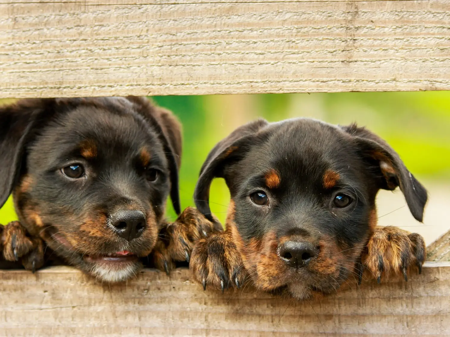 Egy rottweiler kiskutya megvásárlása felelősségvállalást jelent! Rottweiler kiskutyák vásárlása.