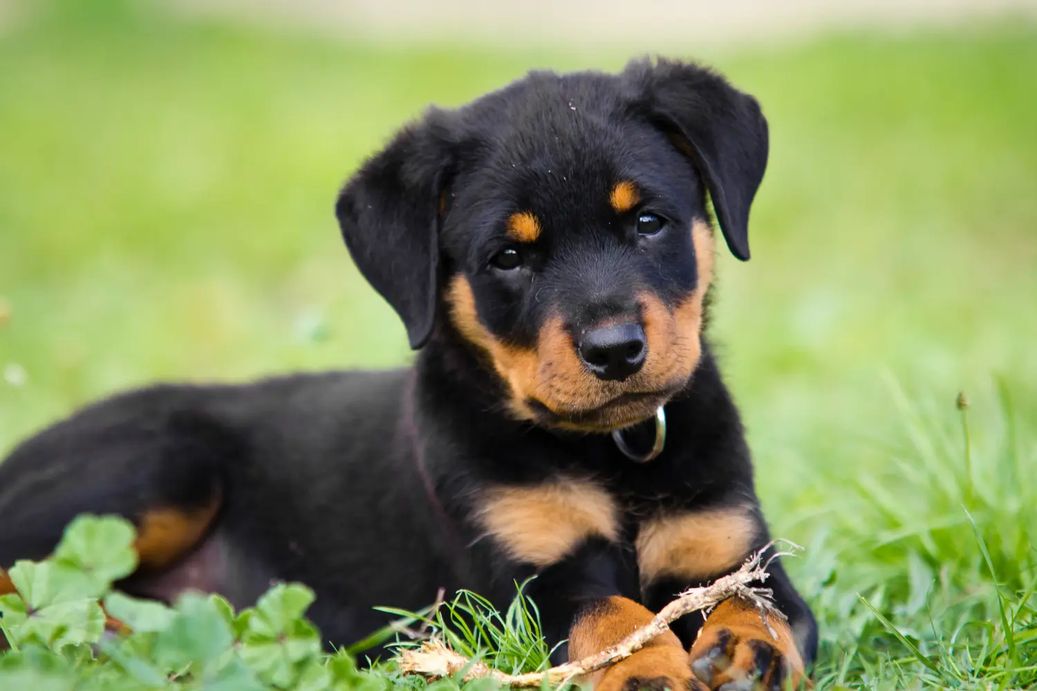 Egy rottweiler kiskutya megvásárlása felelősségvállalást jelent! Rottweiler kiskutyák vásárlása.