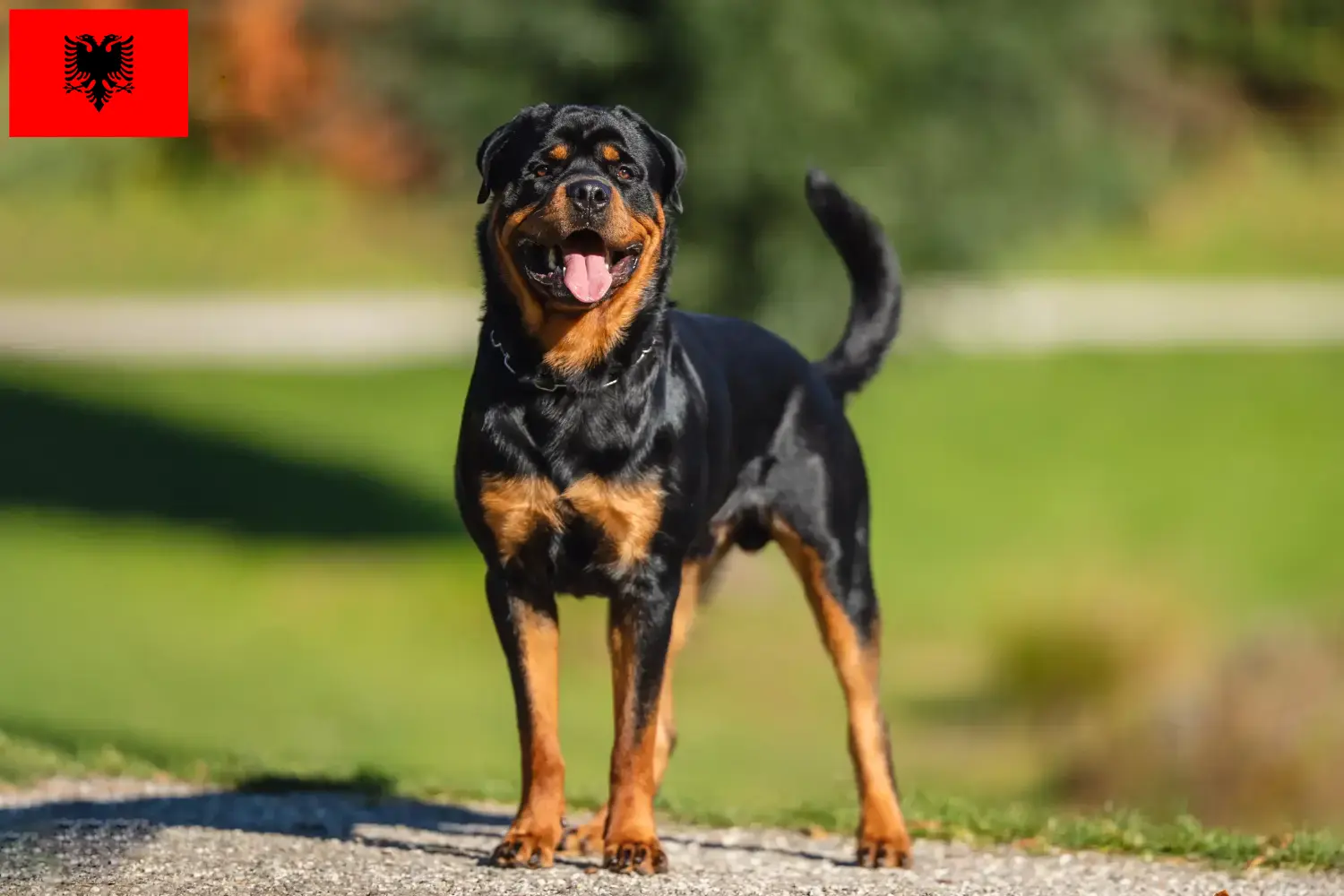 Rottweiler kiskutyák és tenyésztők Albánia Találj rottweiler tenyésztőket Albániában.