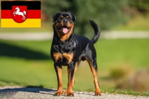 Read more about the article Rottweiler tenyésztők és kiskutyák Alsó-Szászországban