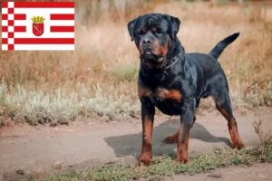 Read more about the article Rottweiler tenyésztők és kölykök Brémában