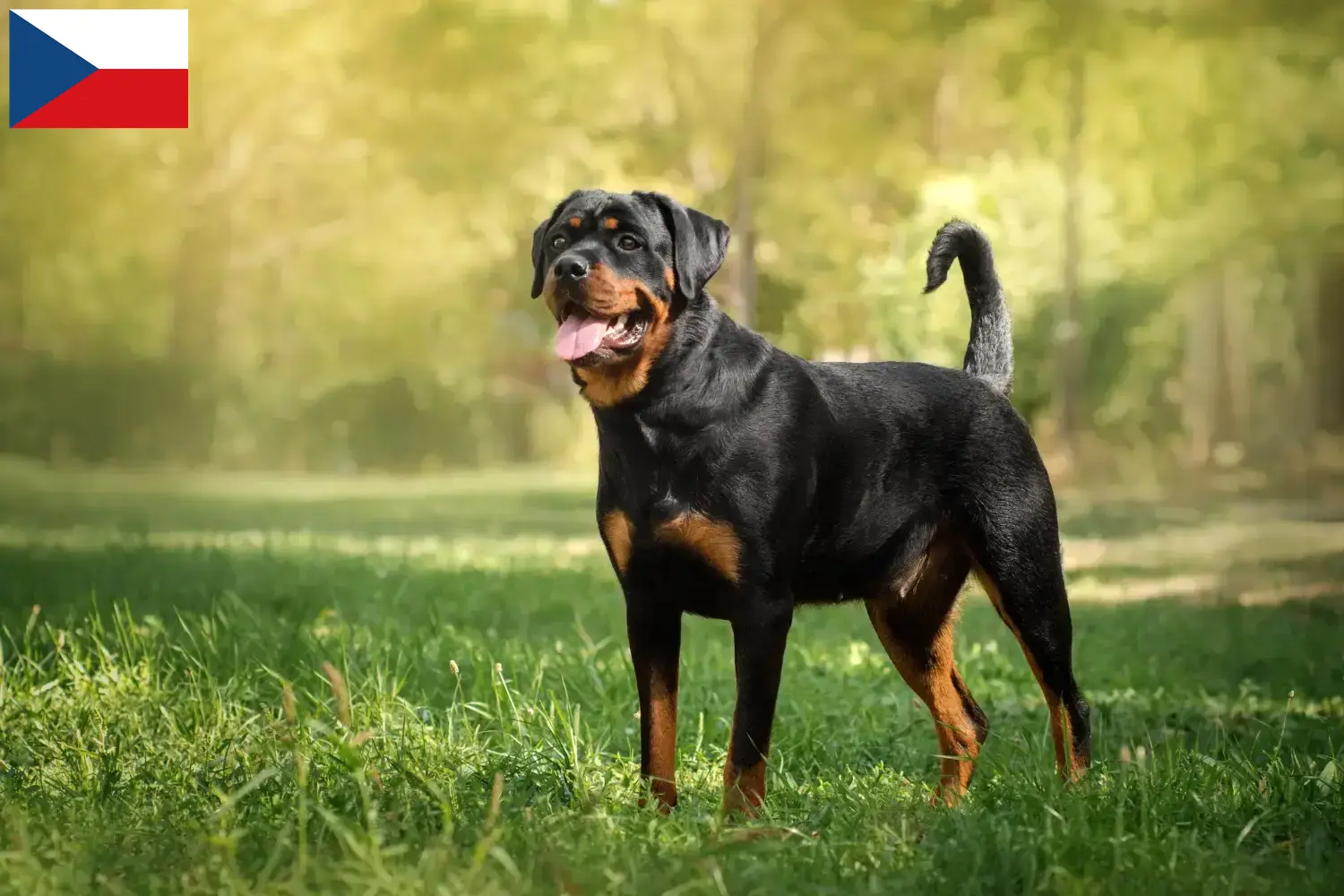 Rottweiler kiskutyák és tenyésztők Csehország Keress rottweiler tenyésztőket Csehországban.