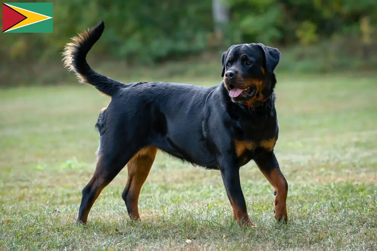 Rottweiler kiskutyák és tenyésztő Guyana Keress rottweiler tenyésztőket Guyana-ban.