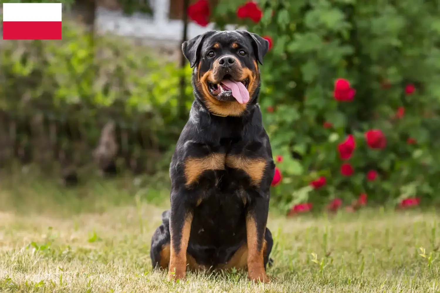 Rottweiler kiskutyák és tenyésztők Lengyelország Lengyelországi rottweiler tenyésztőket itt találsz.