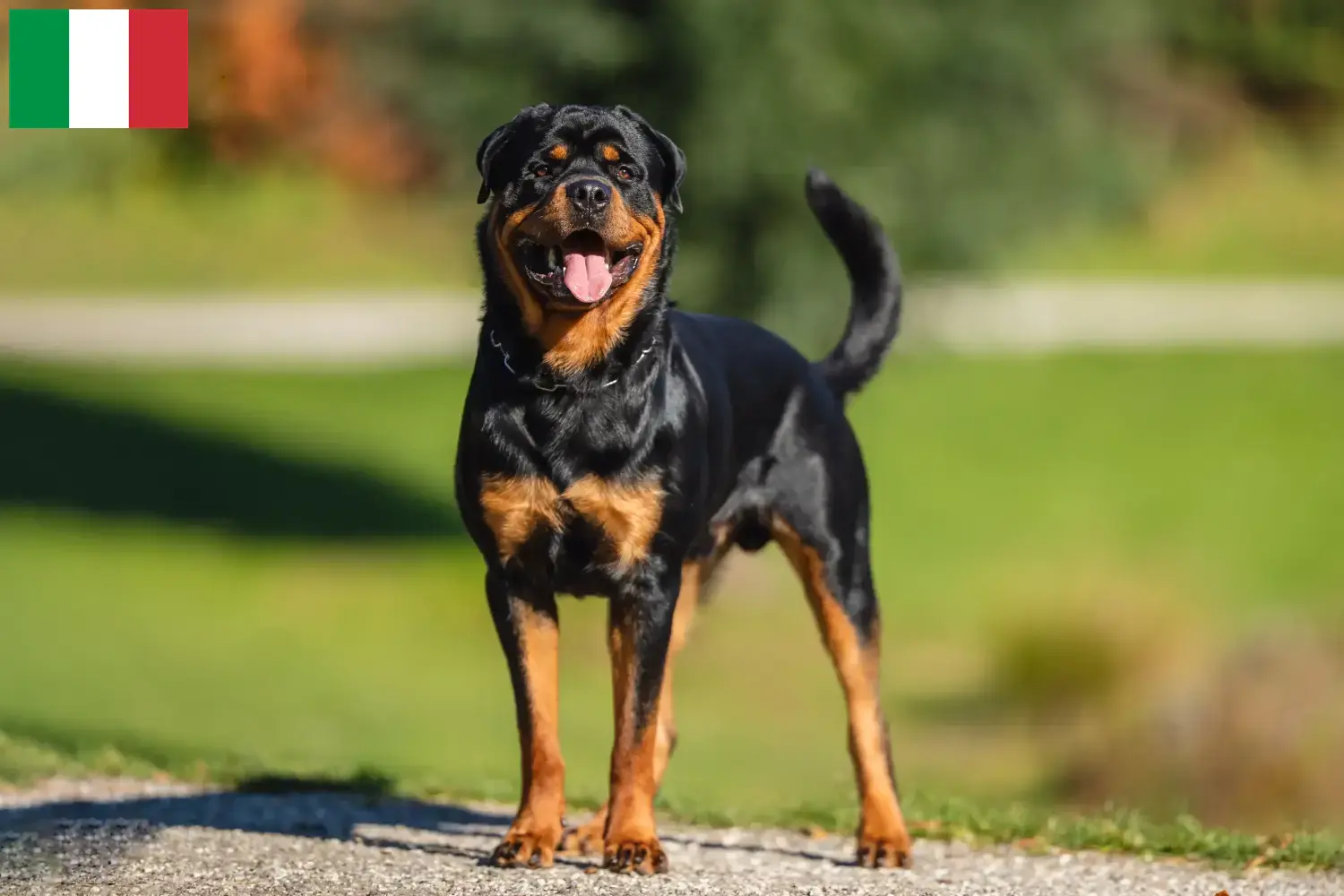 Rottweiler kiskutyák és tenyésztők Olaszországban Itt találhat rottweiler tenyésztőket Olaszországban.