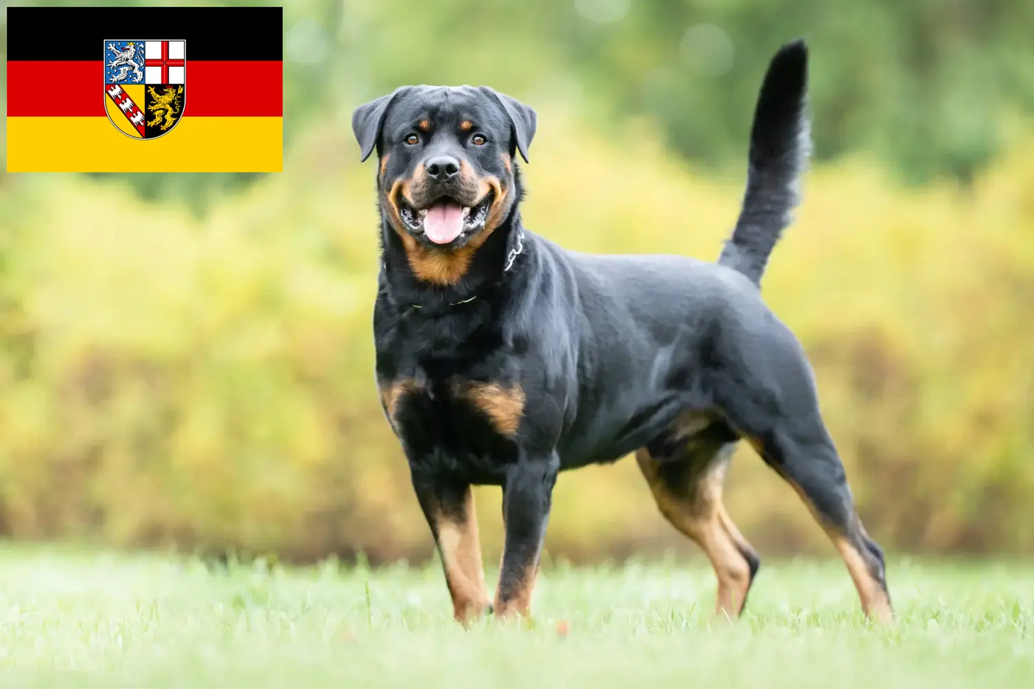 Rottweiler kölyökkutyák és tenyésztők Saar-vidék Itt megtalálhatja a Saar-vidéki rottweiler tenyésztőket.