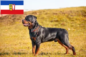 Read more about the article Rottweiler tenyésztők és kiskutyák Schleswig-Holstein tartományban