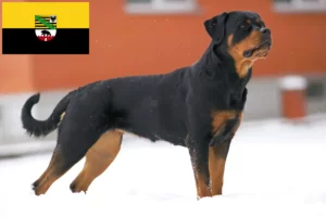 Read more about the article Rottweiler tenyésztők és kölykök Szász-Anhaltban