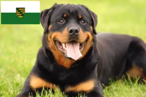 Read more about the article Rottweiler tenyésztők és kölykök Szászországban