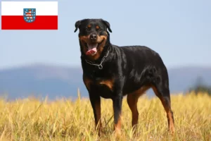 Read more about the article Rottweiler tenyésztők és kölykök Türingiában