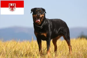 Read more about the article Rottweiler tenyésztők és kölykök Brandenburgban