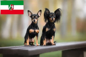 Read more about the article Russkiy Toy tenyésztők és kiskutyák Észak-Rajna-Vesztfália területén