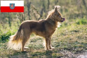 Read more about the article Russkiy Toy tenyésztők és kölykök Türingiában