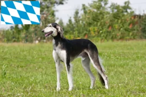 Read more about the article Szaluki tenyésztők és kiskutyák Bajorországban