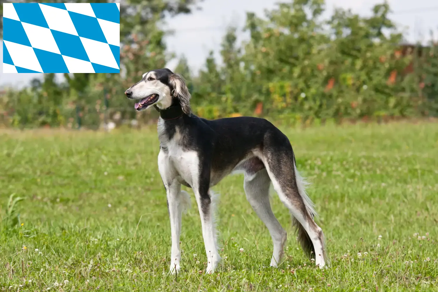Saluki kölyökkutyák és tenyésztők Bajorország Itt találsz szaluki tenyésztőket Bajorországban.