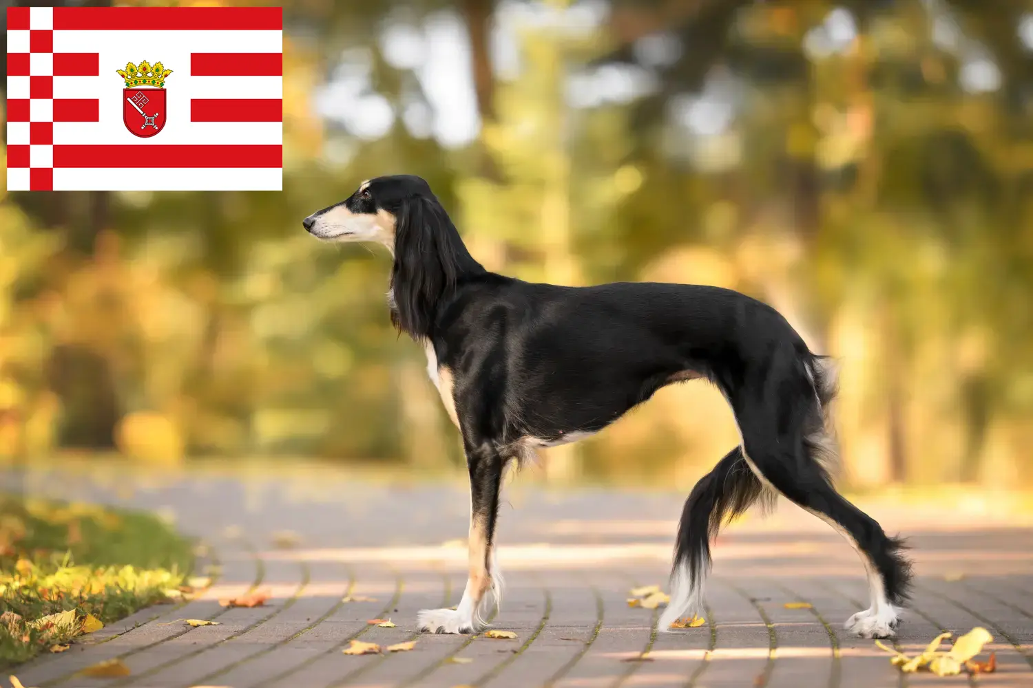 Saluki kiskutyák és tenyésztők Bremen Itt találsz szaluki tenyésztőket Brémában.